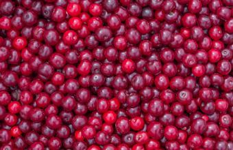 Kers – fruitbereiding 46% fruit – 5 kg